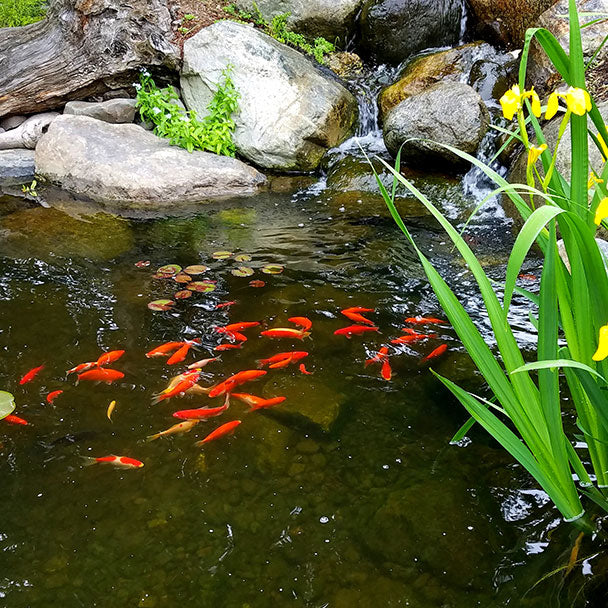 Quieres construir un lago o estanque? Te ayudamos – José Barroso